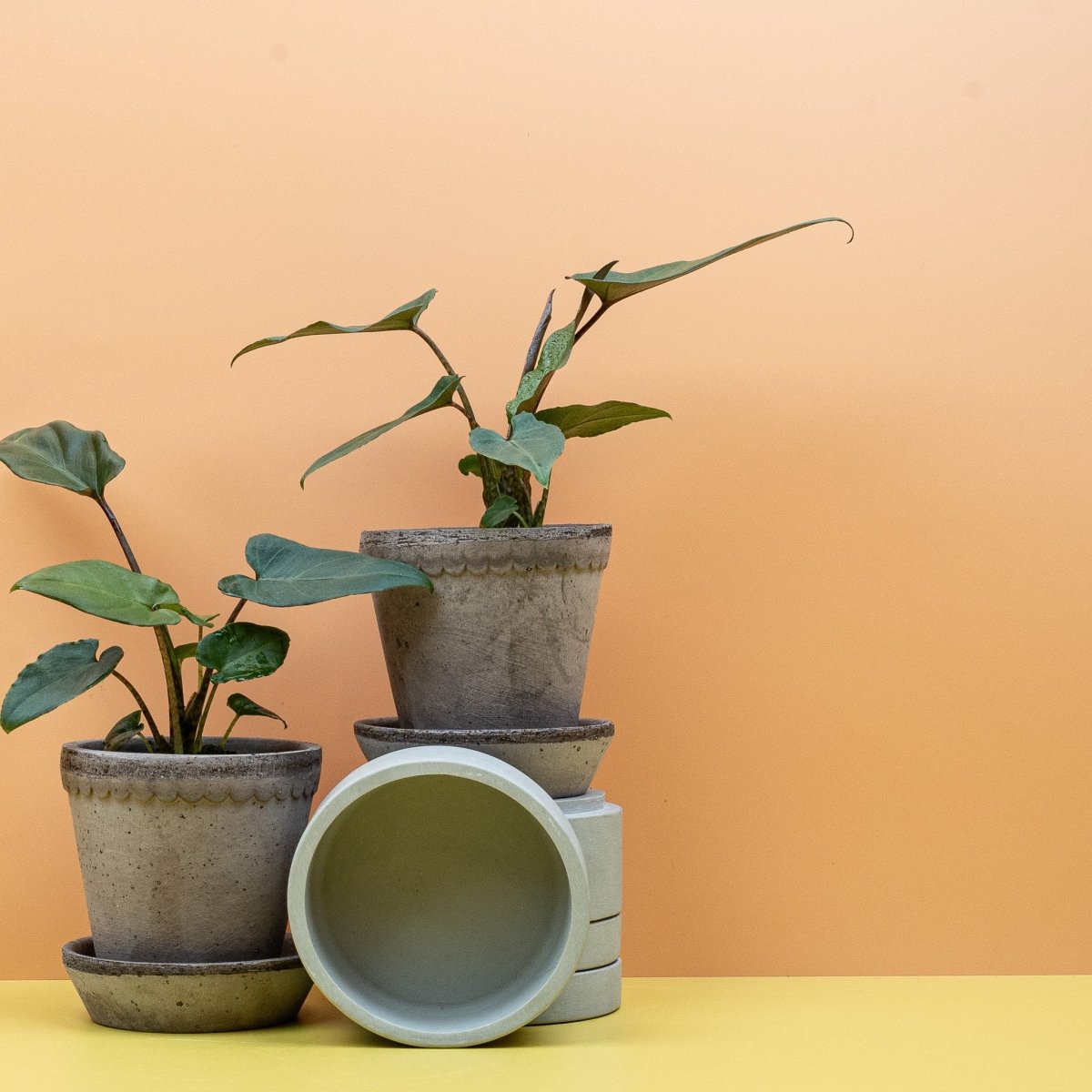 Alocasia Lauterbachiana – schwertförmige Blätter auf langen Stielen
