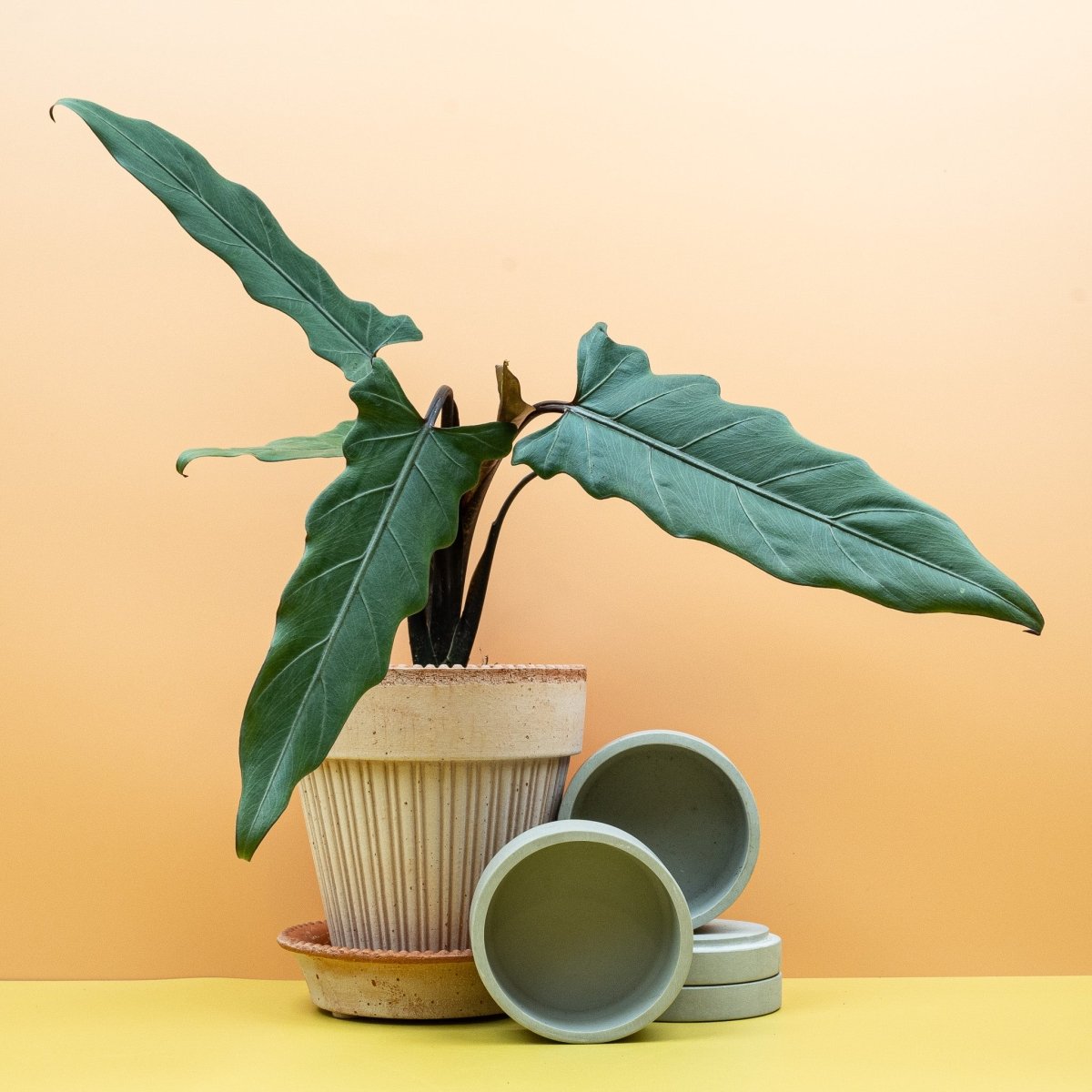 Alocasia Lauterbachiana, tiefgrüne Blattoberseite im Detail