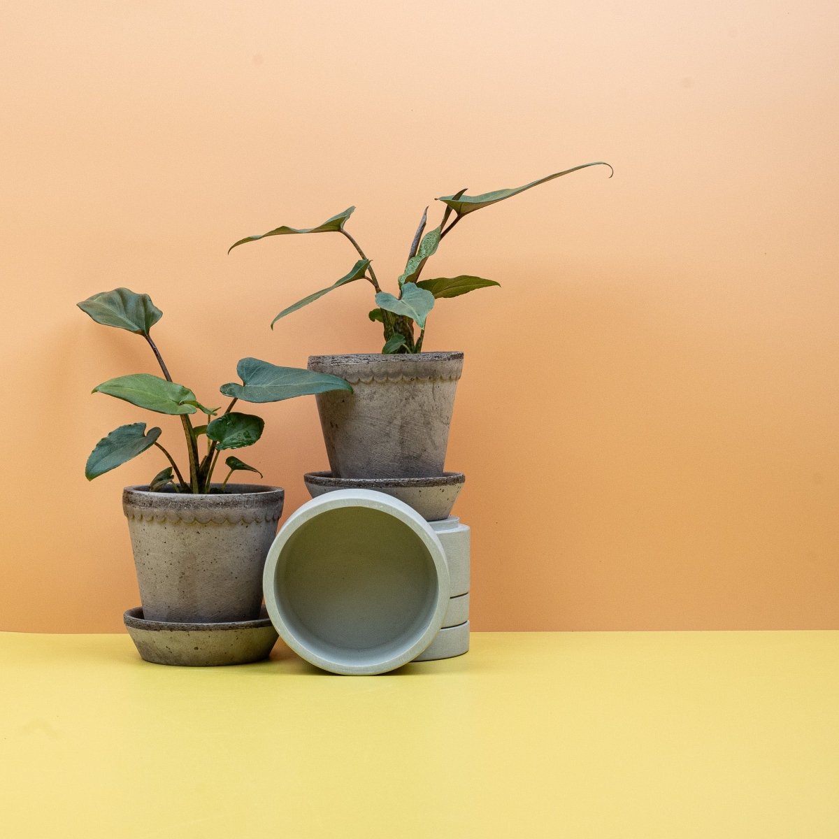Alocasia Lauterbachiana – junges, noch schmal gerolltes Blatt