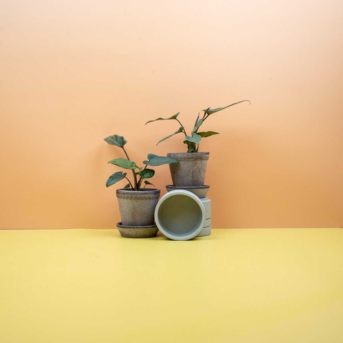 Alocasia Lauterbachiana, Gesamtwuchs der Pflanze