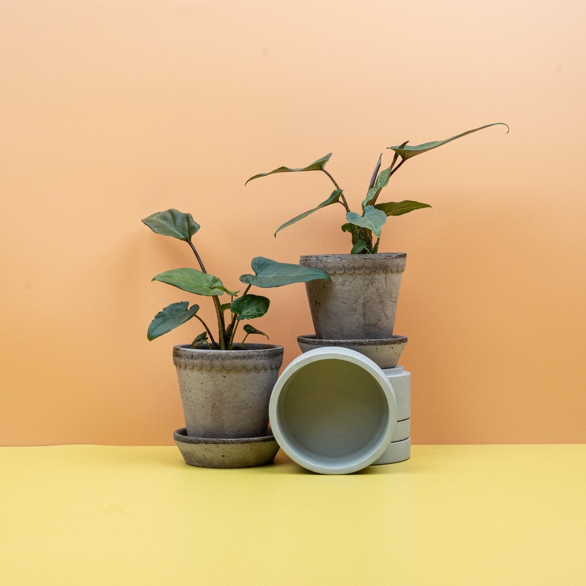 Alocasia Lauterbachiana – aufrechte Jungpflanze im Kulturtopf