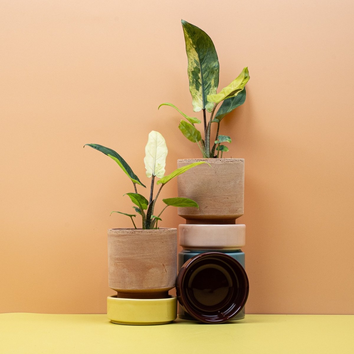 Alocasia Lauterbachiana Variegata Aurea im Topf, aufrechte Silhouette