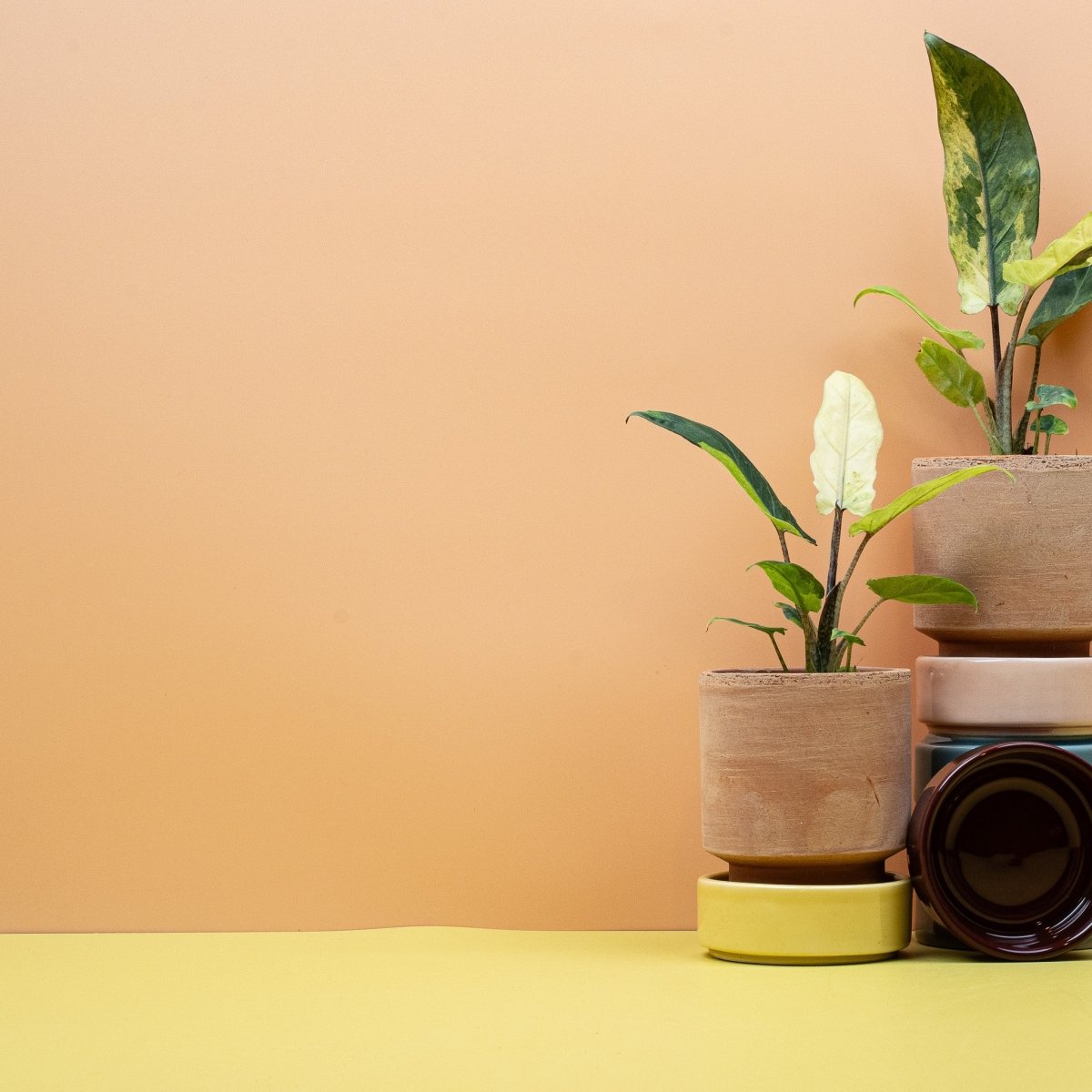 Alocasia Lauterbachiana Variegata Aurea, junges goldgelb panaschiertes Blatt