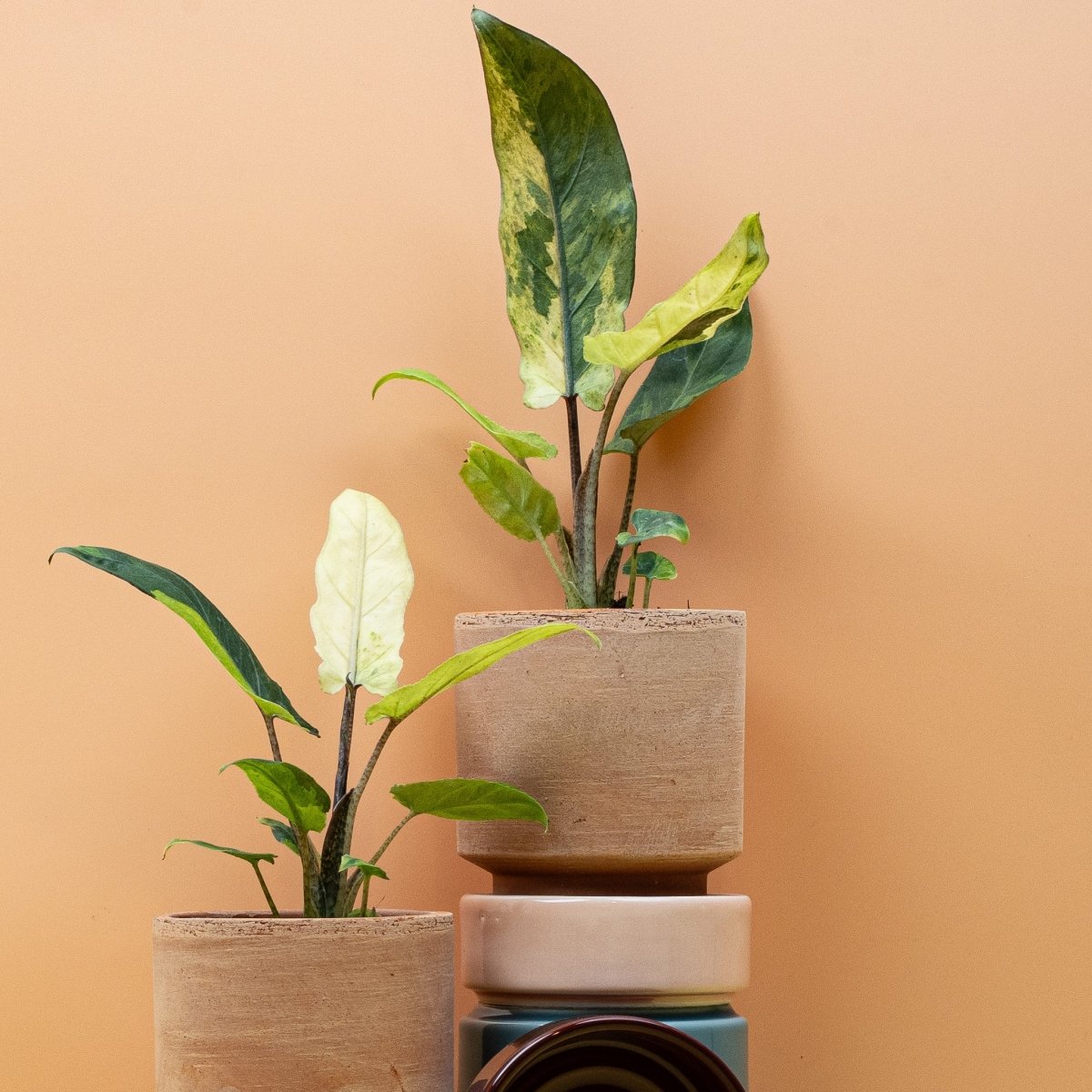 Alocasia Lauterbachiana Variegata Aurea aus dem Sortiment von potflourri