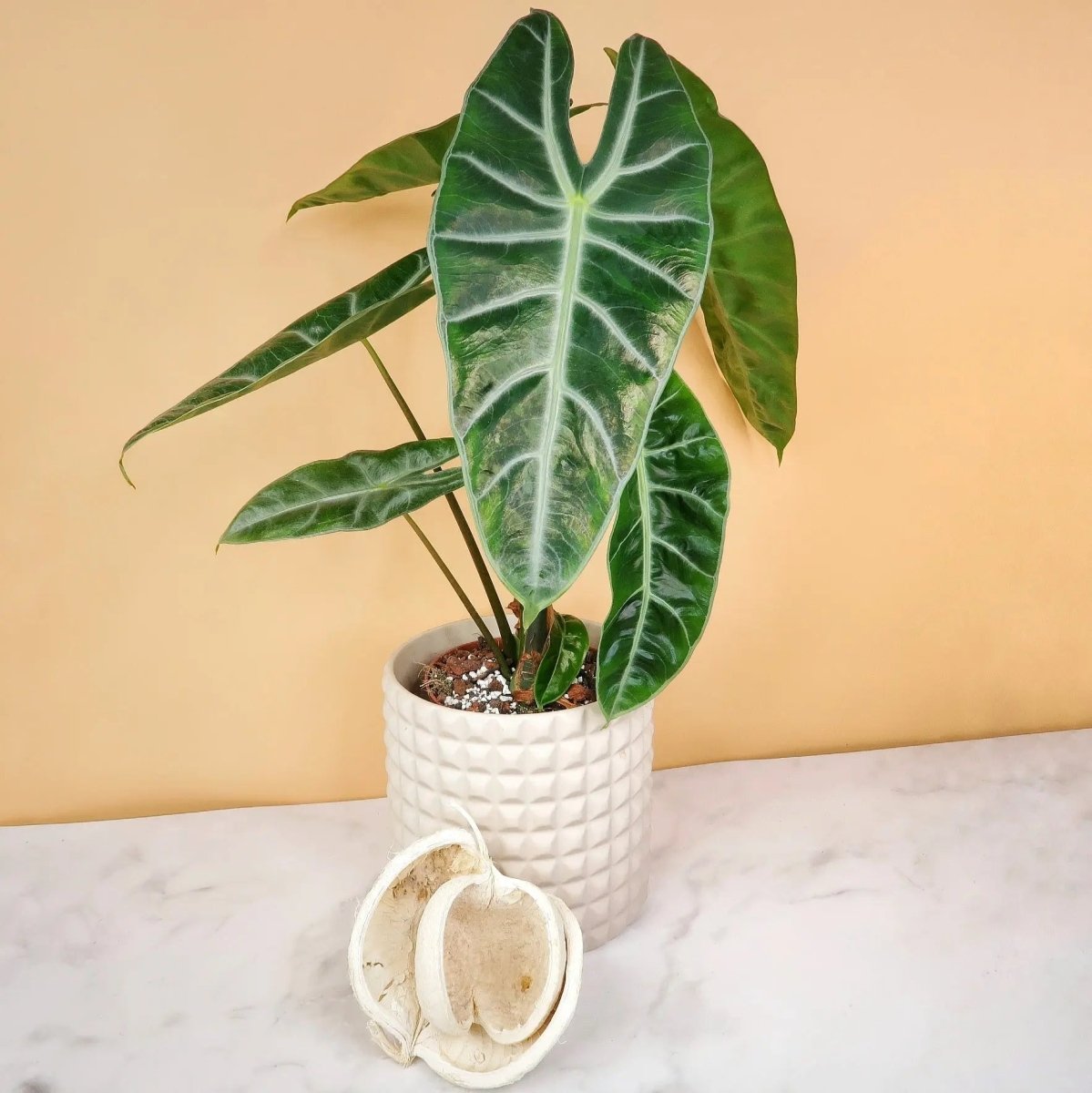 Alocasia Longiloba – kontrastreiche Blattzeichnung