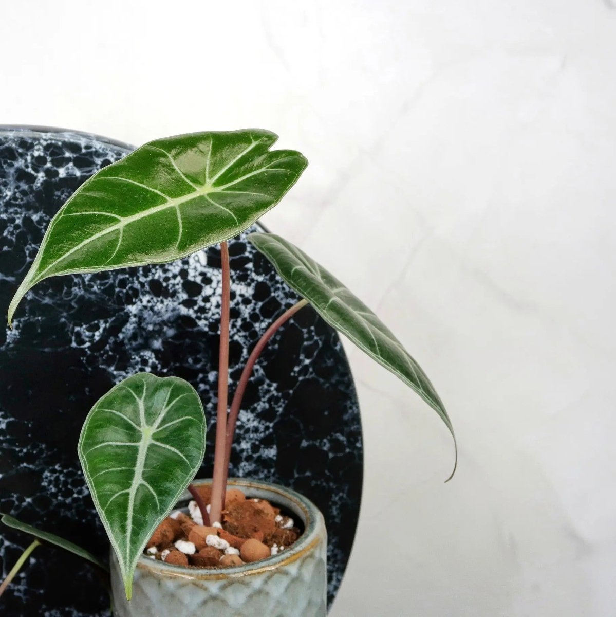 Alocasia Longiloba kaufen bei potflourri – Sammlerpflanze für helle Standorte