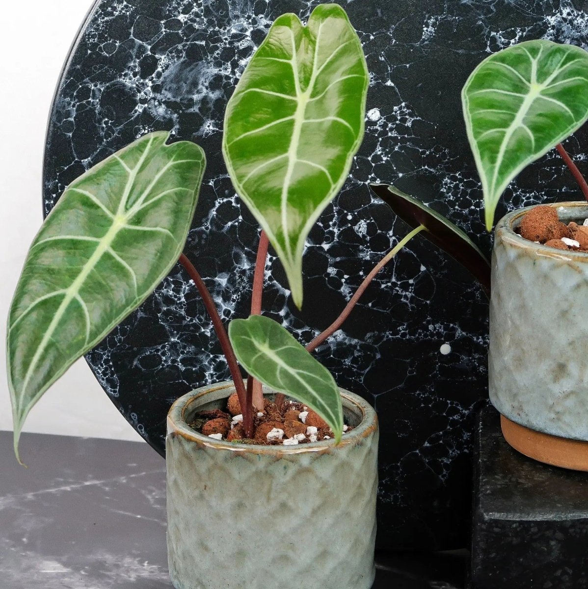 Alocasia Longiloba – elegante Strukturpflanze mit aufrechtem Wuchs