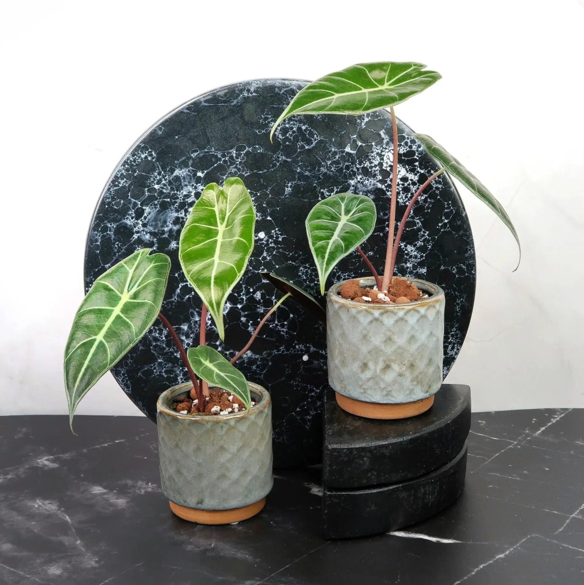 Alocasia Longiloba – längliche, dunkelgrüne Blätter mit hellen Adern, potflourri