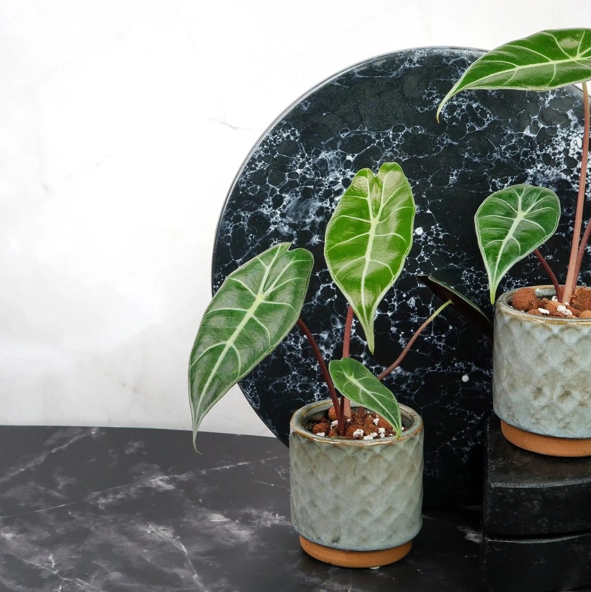 Alocasia Longiloba (Alocasia longiloba) – schlanke Aronstabgewächs-Zimmerpflanze