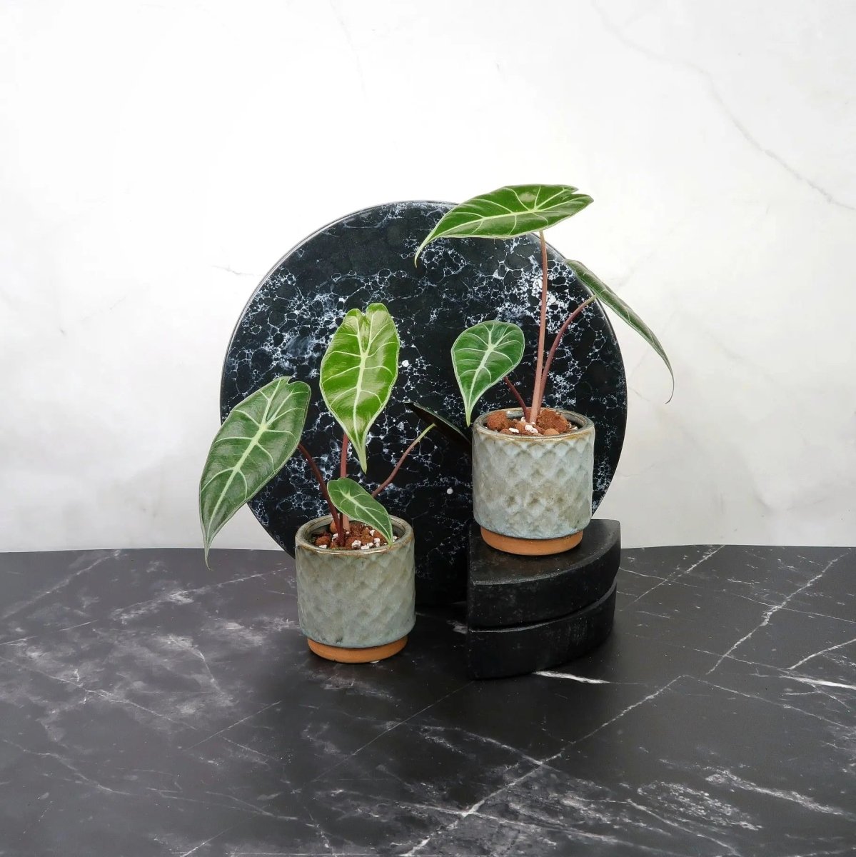Alocasia Longiloba – elegante, pfeilförmige Blätter