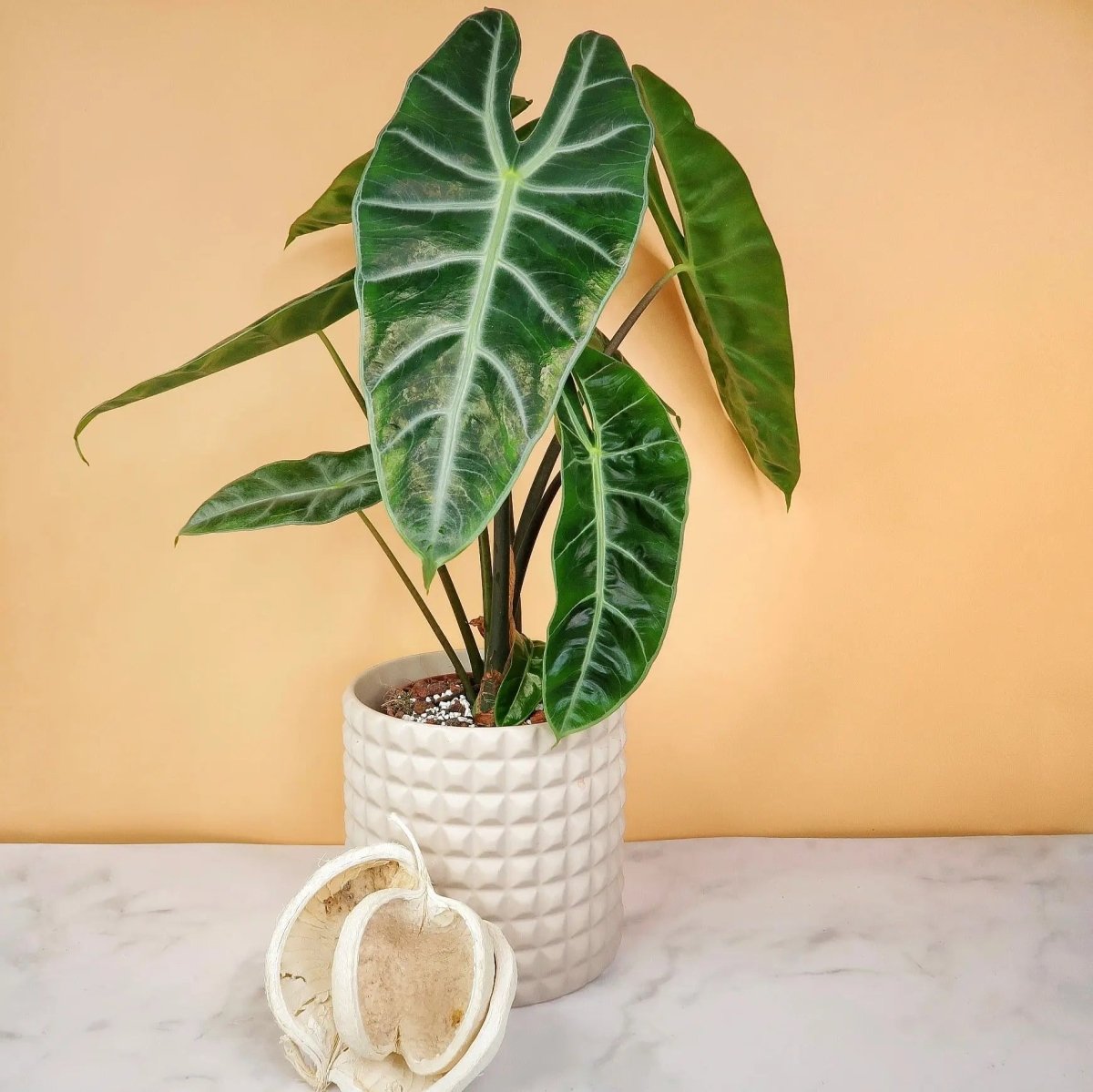 Alocasia Longiloba – Zimmerpflanze mit länglichen Blättern – potflourri