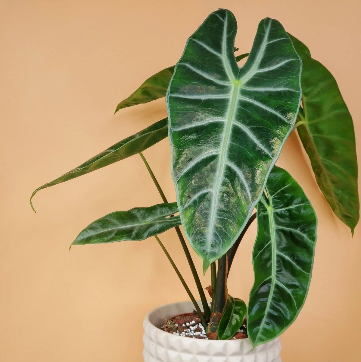 Alocasia Longiloba – schlanke, aufrechte Wuchsform