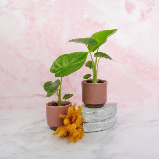 Alocasia Macrorrhiza – großblättrige Zimmerpflanze – potflourri