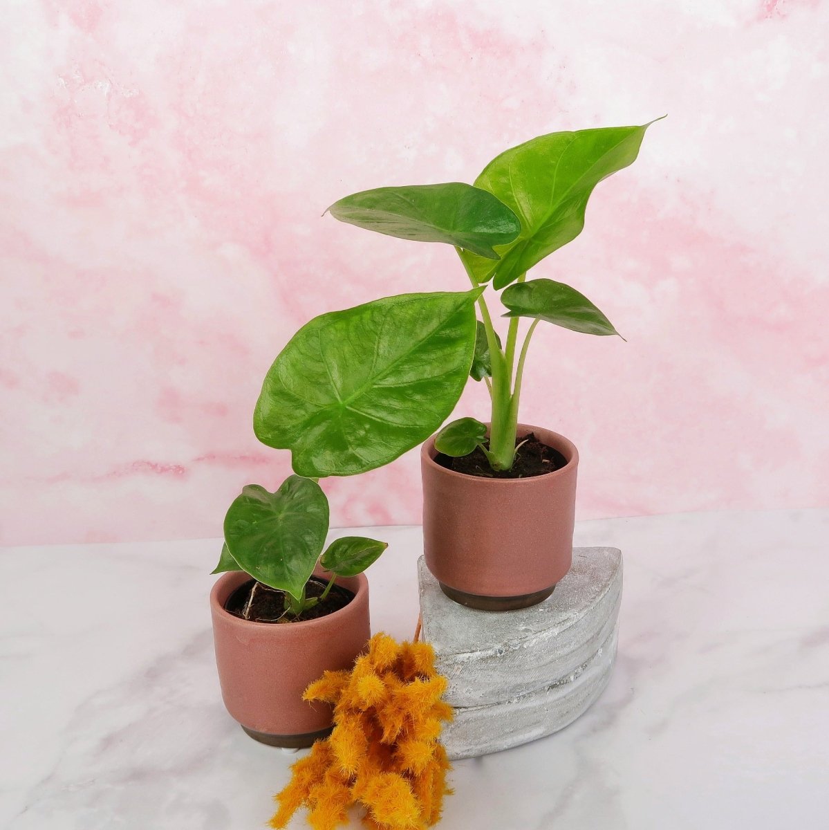 Alocasia Macrorrhiza – imposante Statement-Pflanze