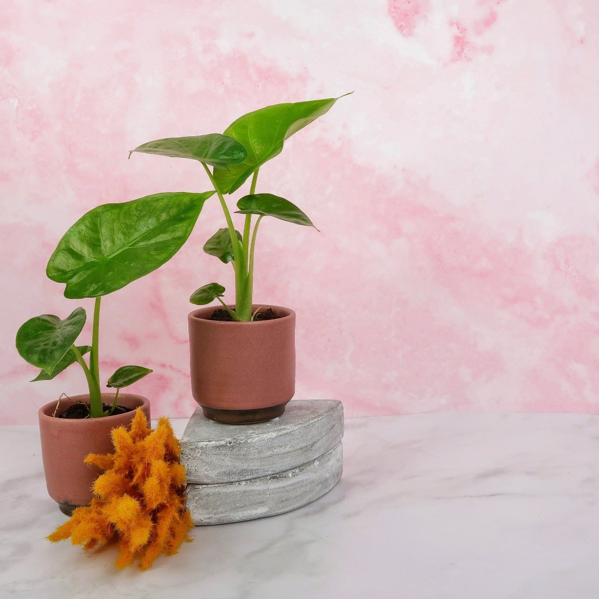 Alocasia Macrorrhiza – kraftvolle Wuchsform