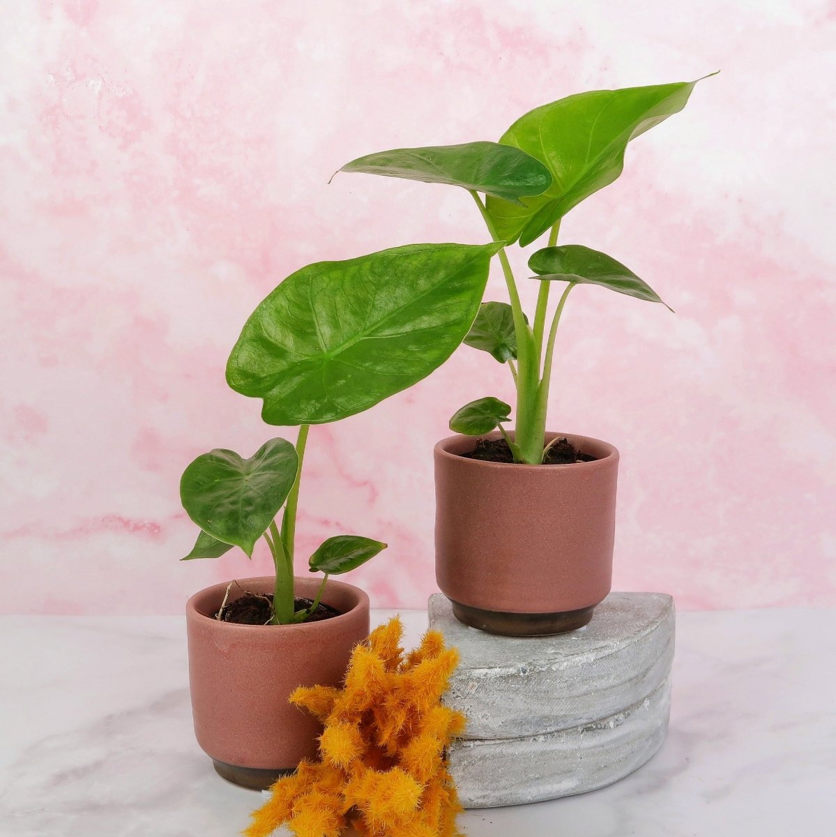 Alocasia Macrorrhiza, herz- bis pfeilförmige Blätter