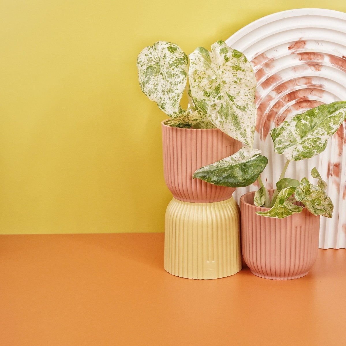 Alocasia Macrorrhiza Splash – kräftiger Blattstiel und großes Blatt