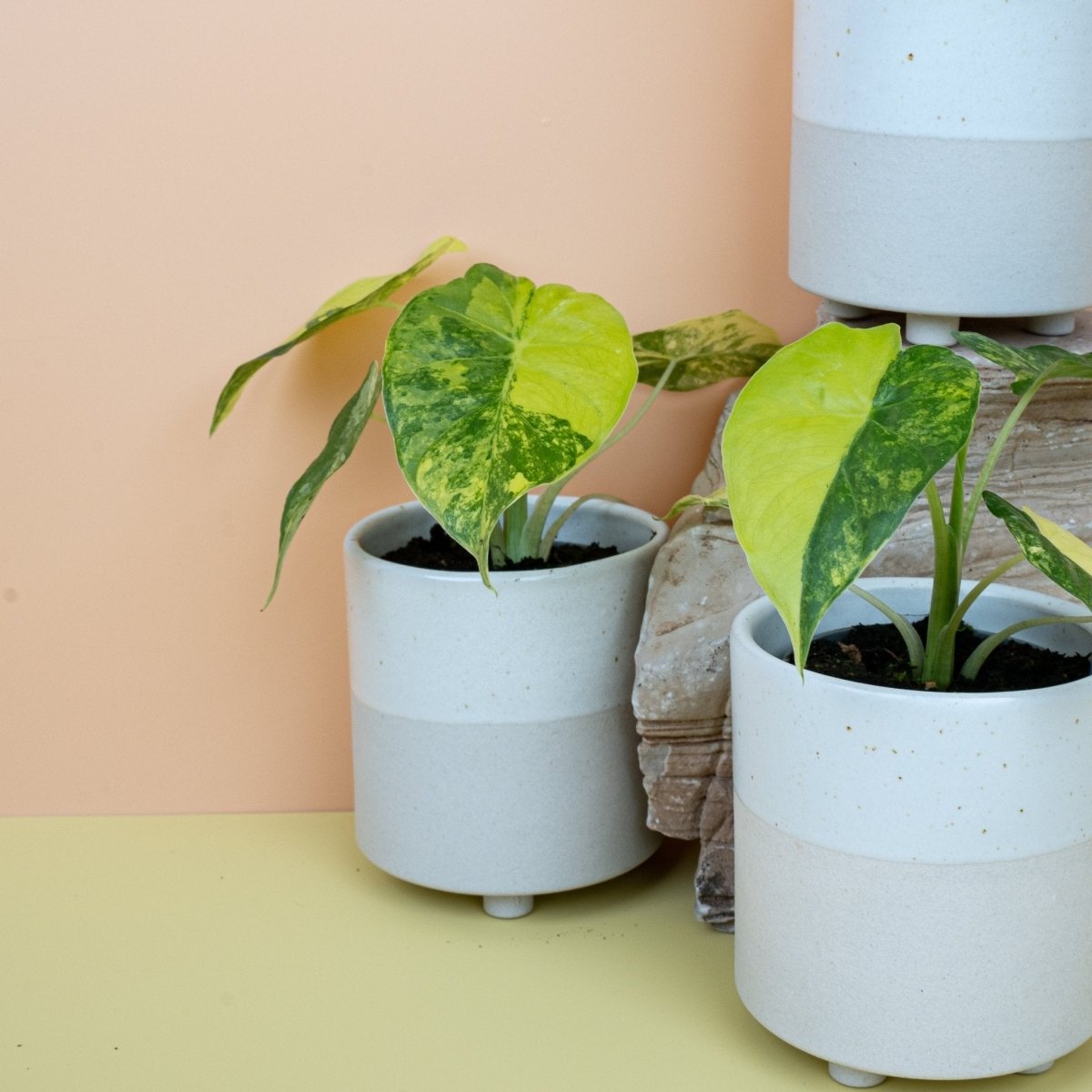 Alocasia Macrorrhiza Variegata Aurea, Nahaufnahme – Ansicht 11