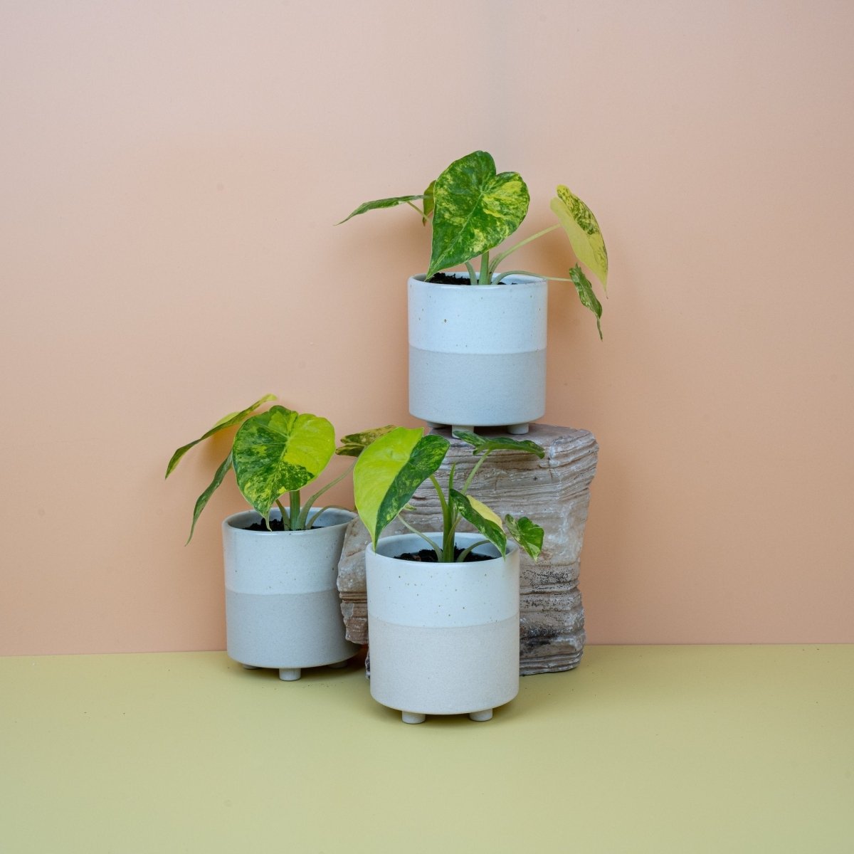 Alocasia Macrorrhiza Variegata Aurea, imposante Wuchsform