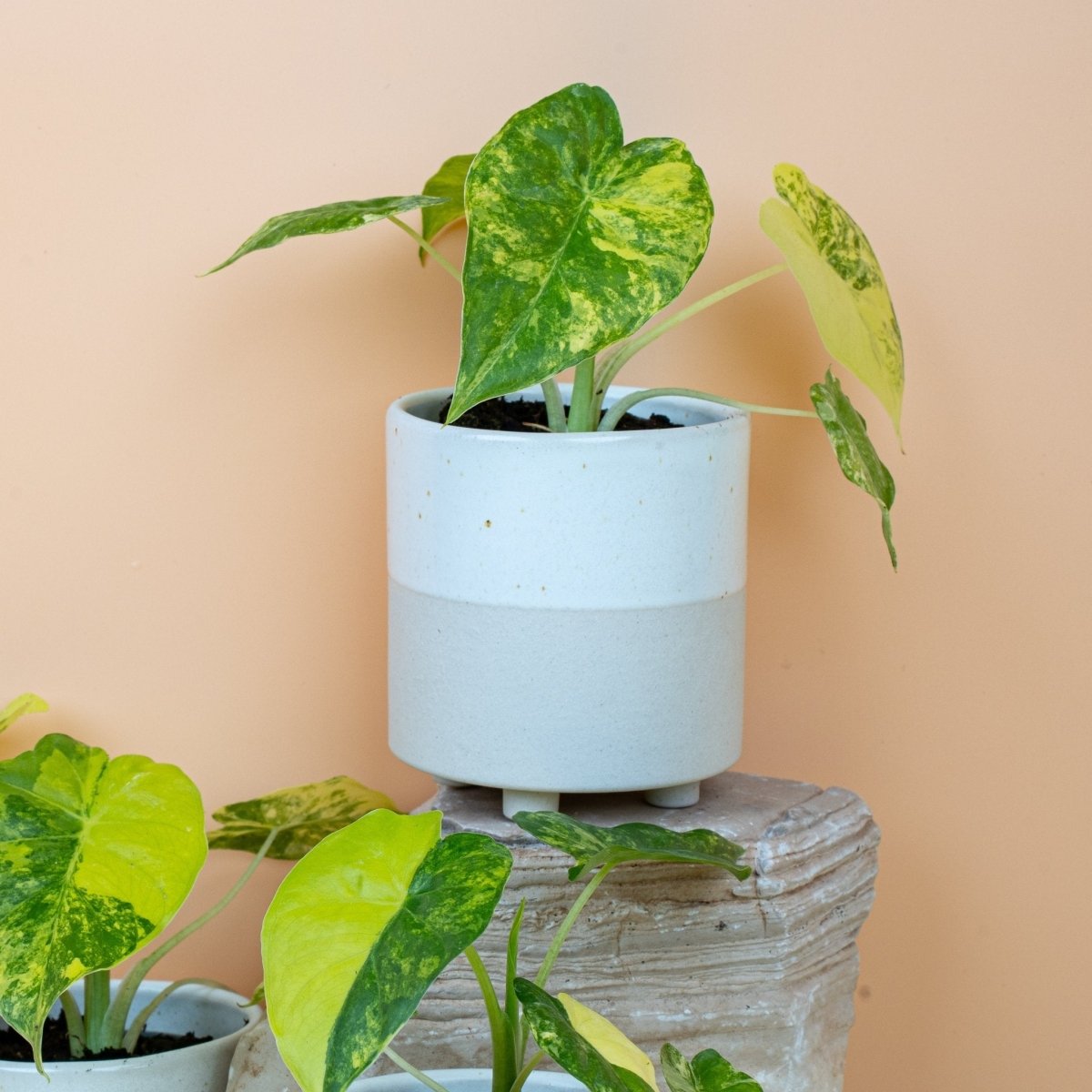 Alocasia Macrorrhiza Variegata Aurea aus dem Sortiment von potflourri