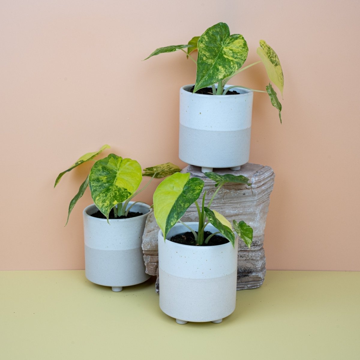 Alocasia Macrorrhiza Variegata Aurea, großblättriger Gesamtwuchs