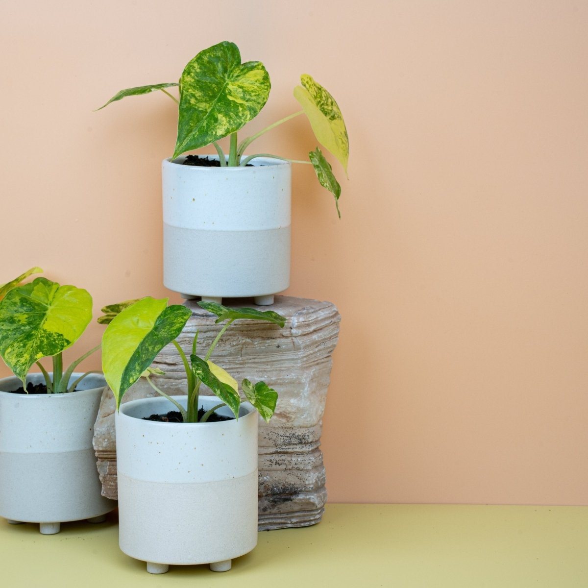 Alocasia Macrorrhiza Variegata Aurea, junges panaschiertes Blatt
