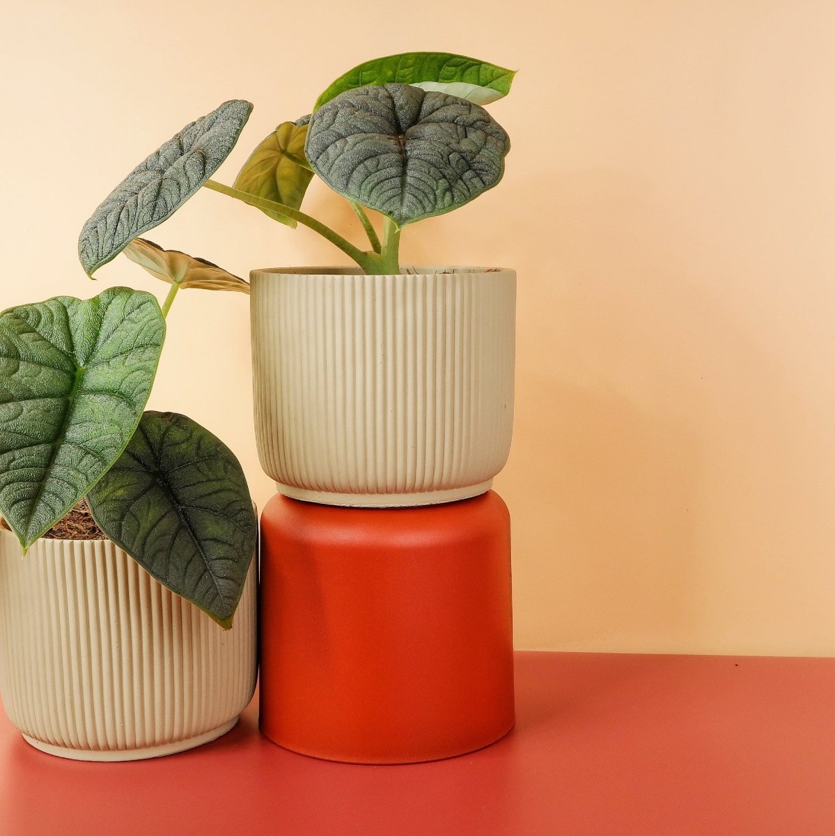 Alocasia Melo – massive Strukturblätter