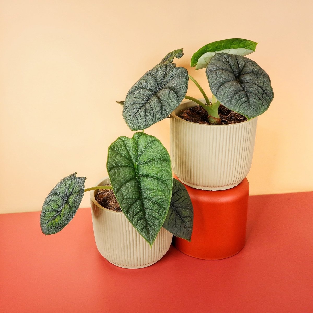 Alocasia Melo – skulpturale Wirkung