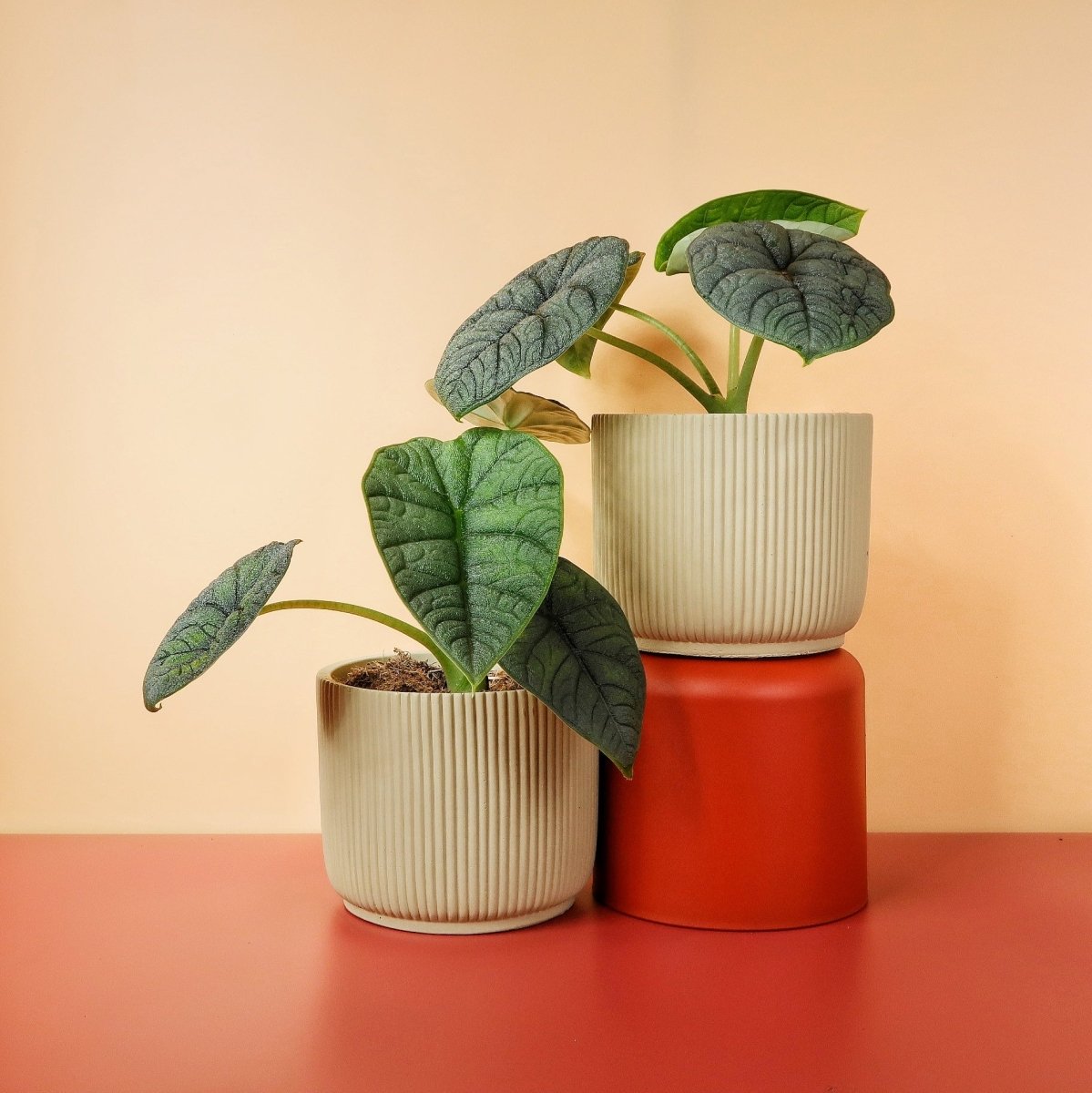 Alocasia Melo – Zimmerpflanze mit steinartiger Blattstruktur – potflourri