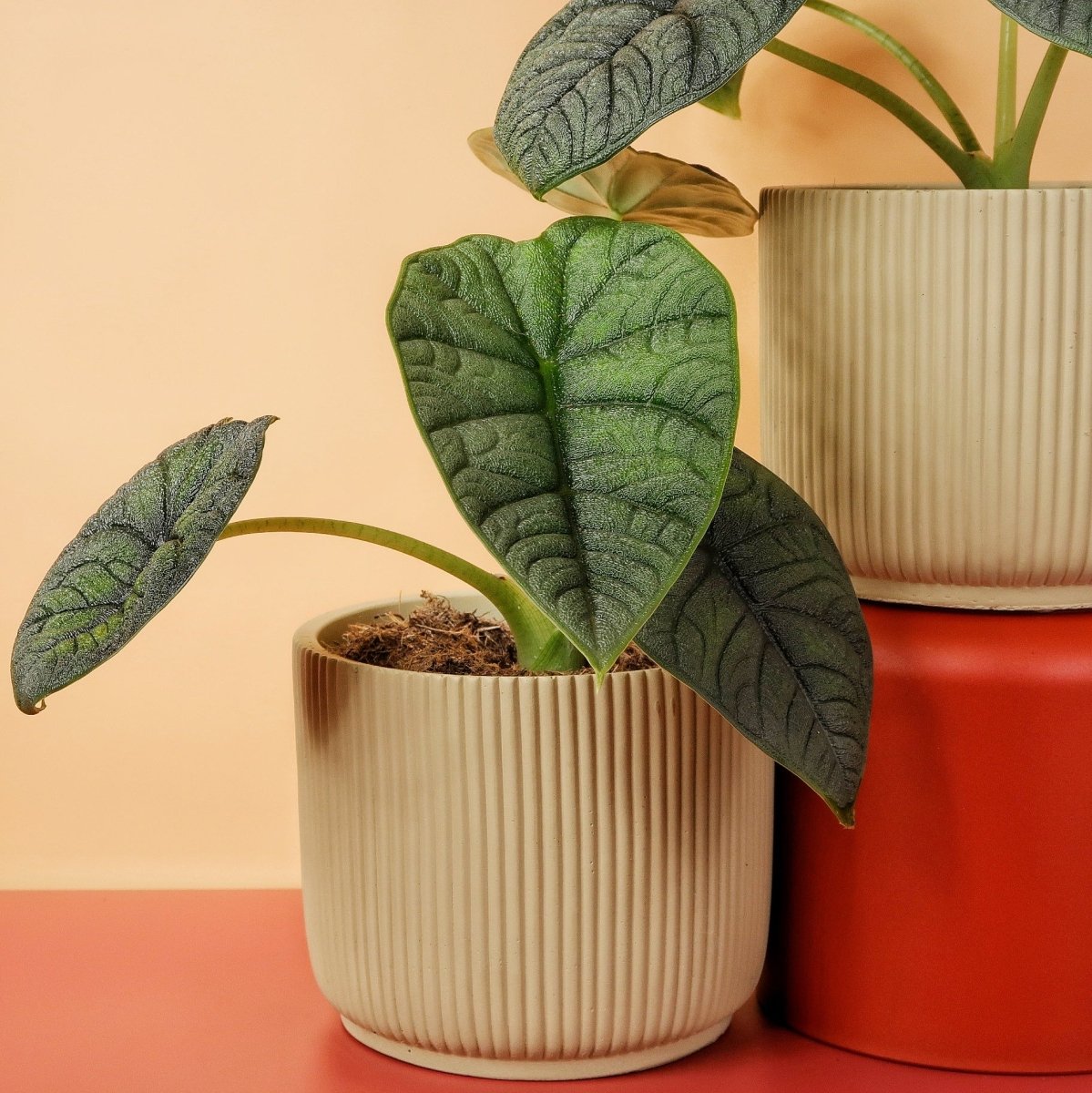 Alocasia Melo, kompakte Wuchsform