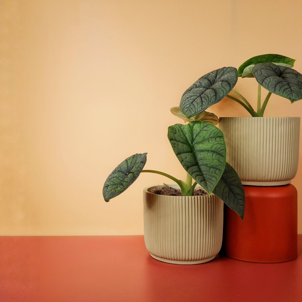 Alocasia Melo, blaugrün bis graugrüne Blätter