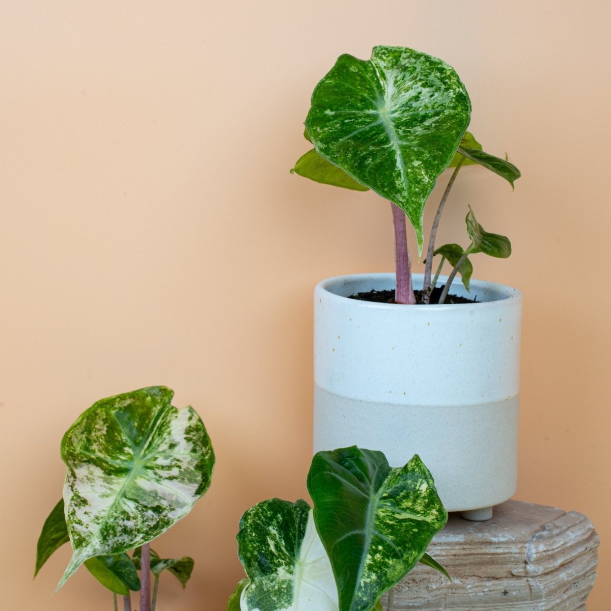 Alocasia Nairobi Nights Variegata, Blattstruktur – Ansicht 10