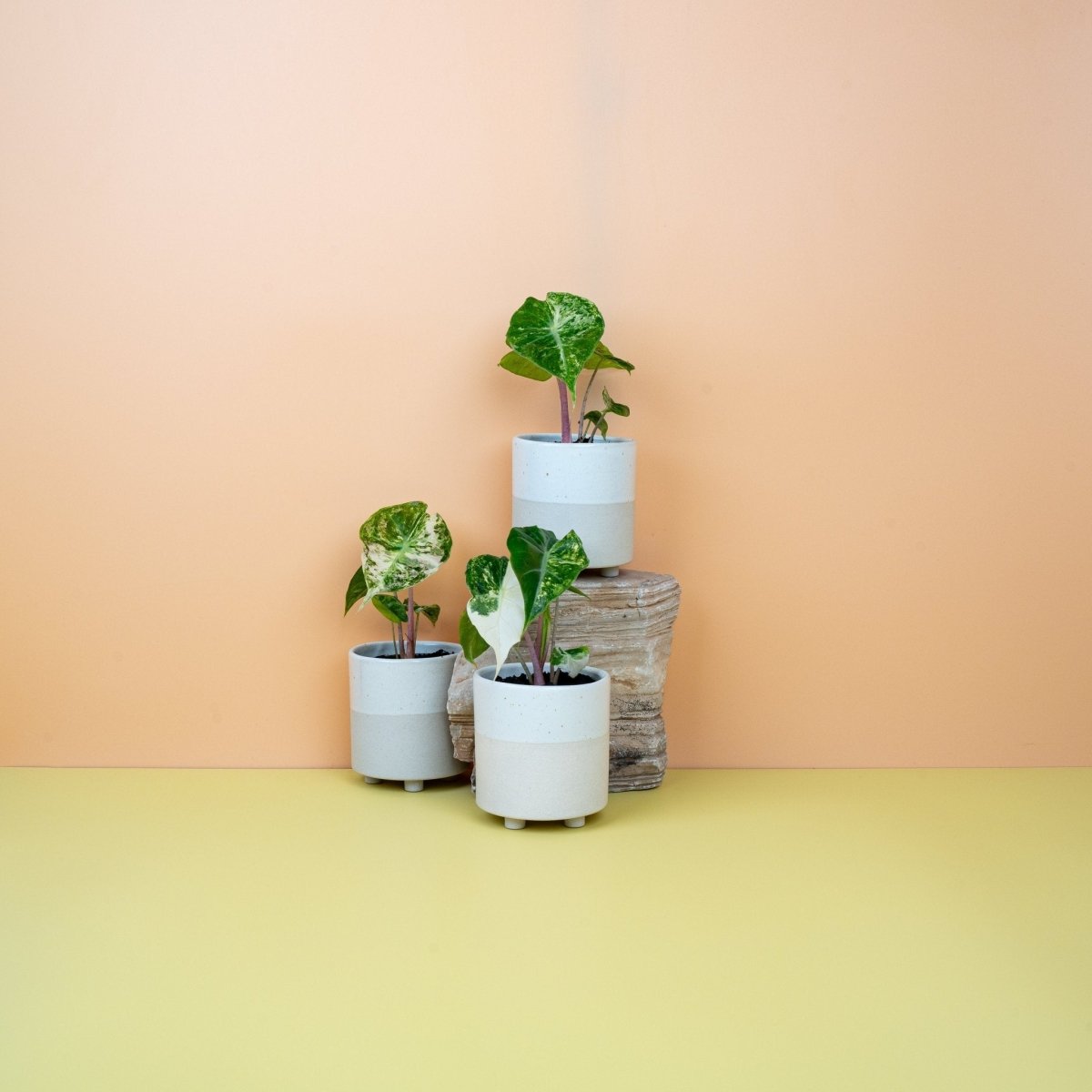 Alocasia Nairobi Nights Variegata, Gesamtwuchs der Pflanze