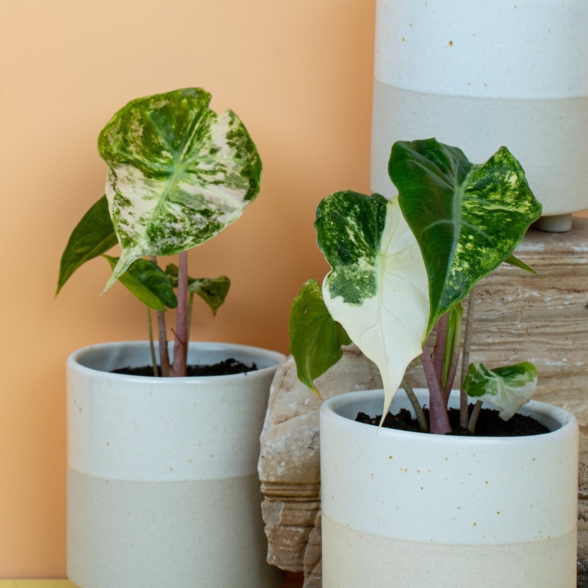 Alocasia Nairobi Nights Variegata im Topf – Ansicht 9