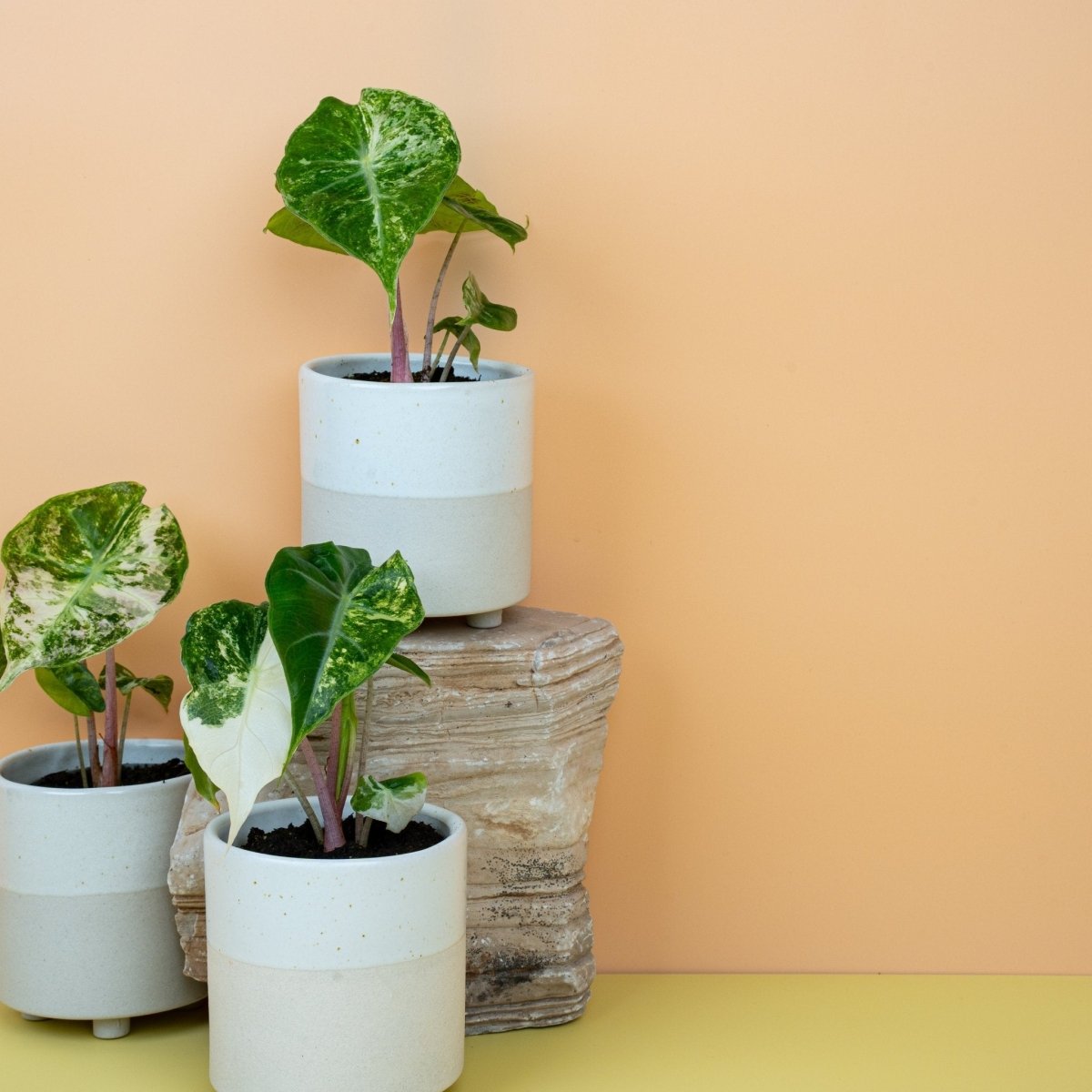 Alocasia Nairobi Nights Variegata, junges Blatt – Ansicht 8