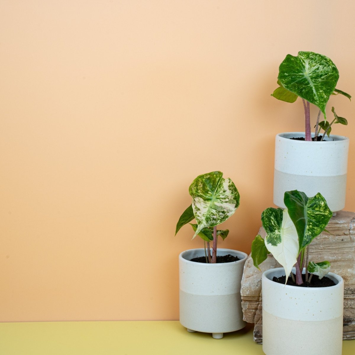 Alocasia Nairobi Nights Variegata, dunkle Blattbasis – Ansicht 7