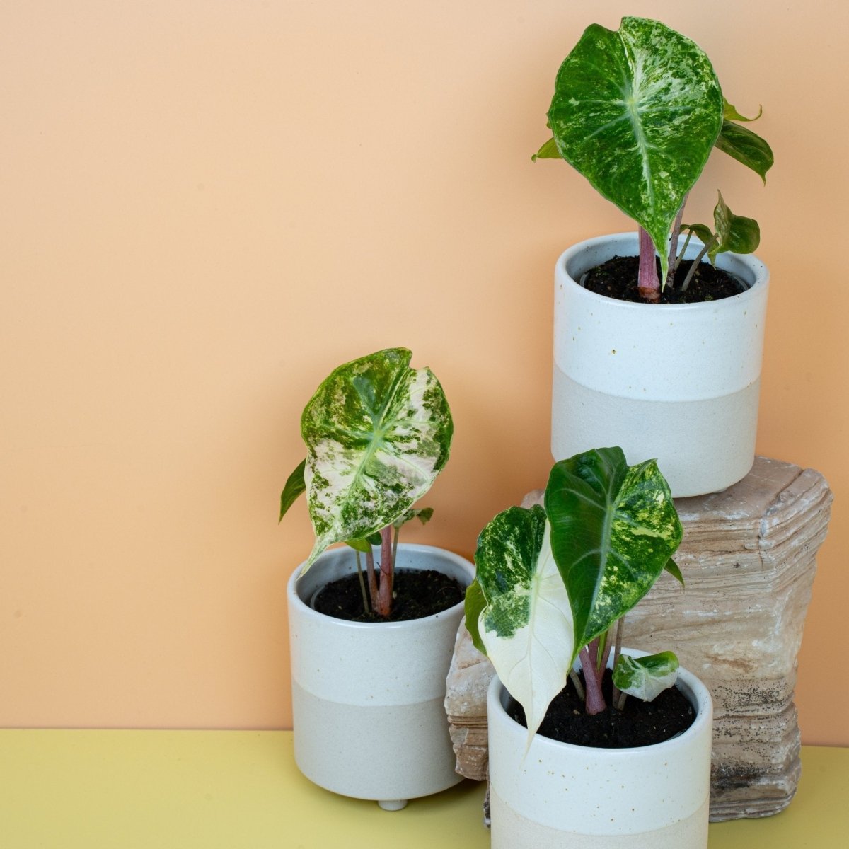 Alocasia Nairobi Nights Variegata, Detailaufnahme – Ansicht 12