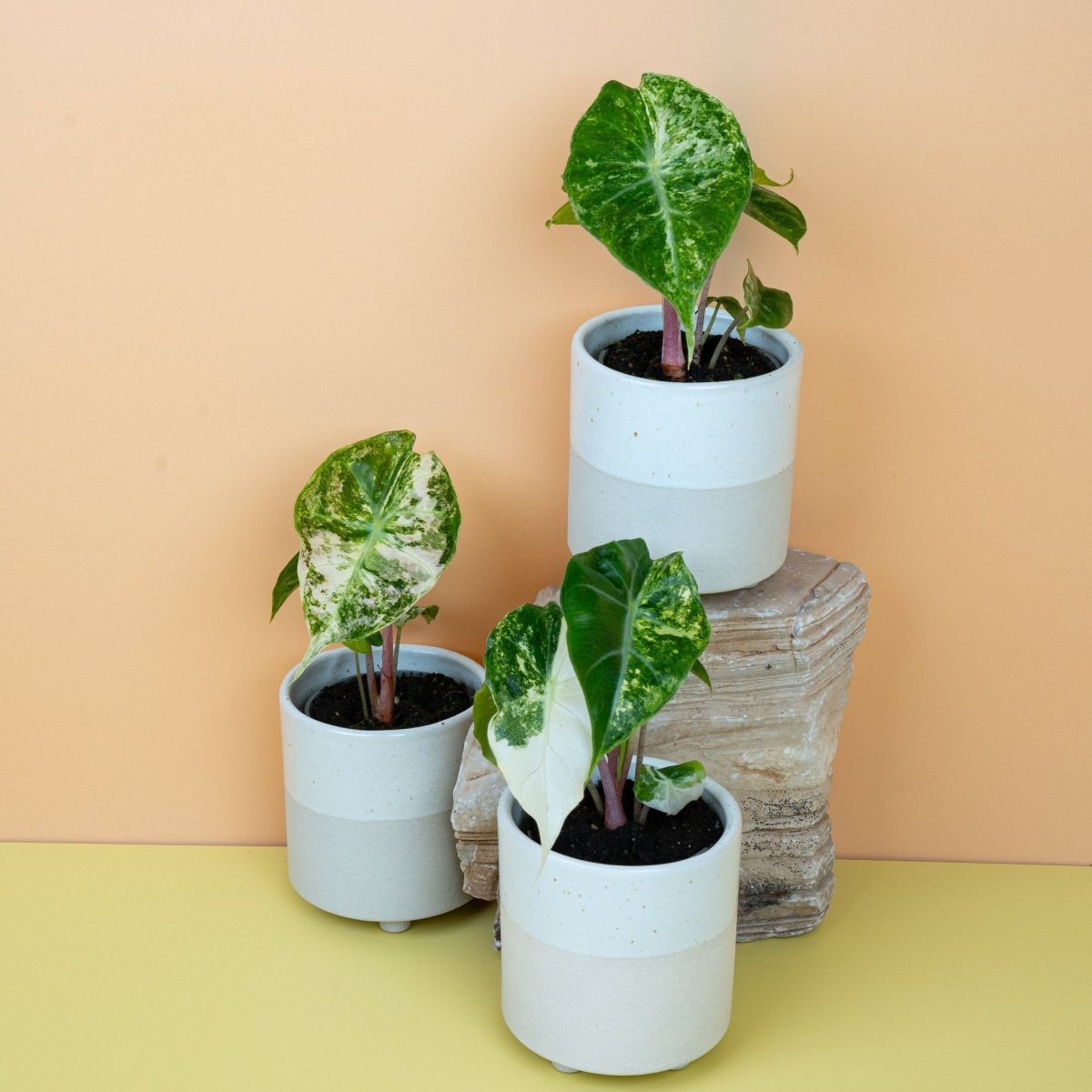 Alocasia Nairobi Nights Variegata, Wuchsform – Ansicht 11