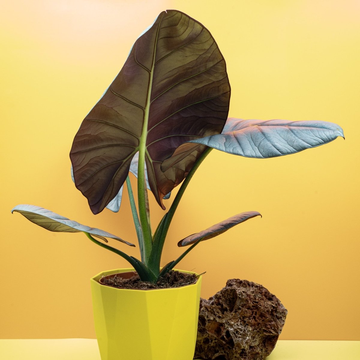 Alocasia Nebula Elaine, Gesamtansicht der Pflanze