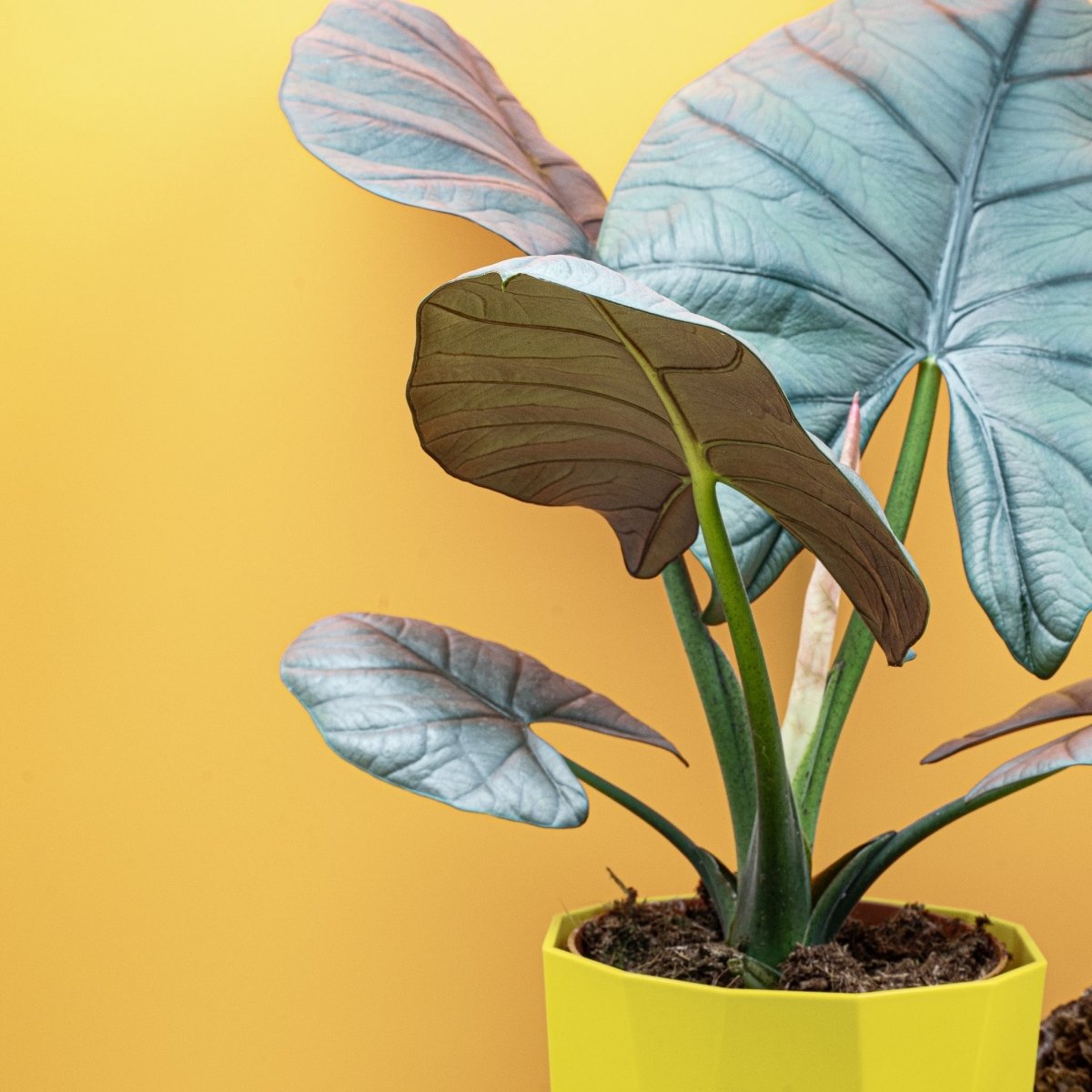 Alocasia Nebula Elaine, kompakte Wuchsform