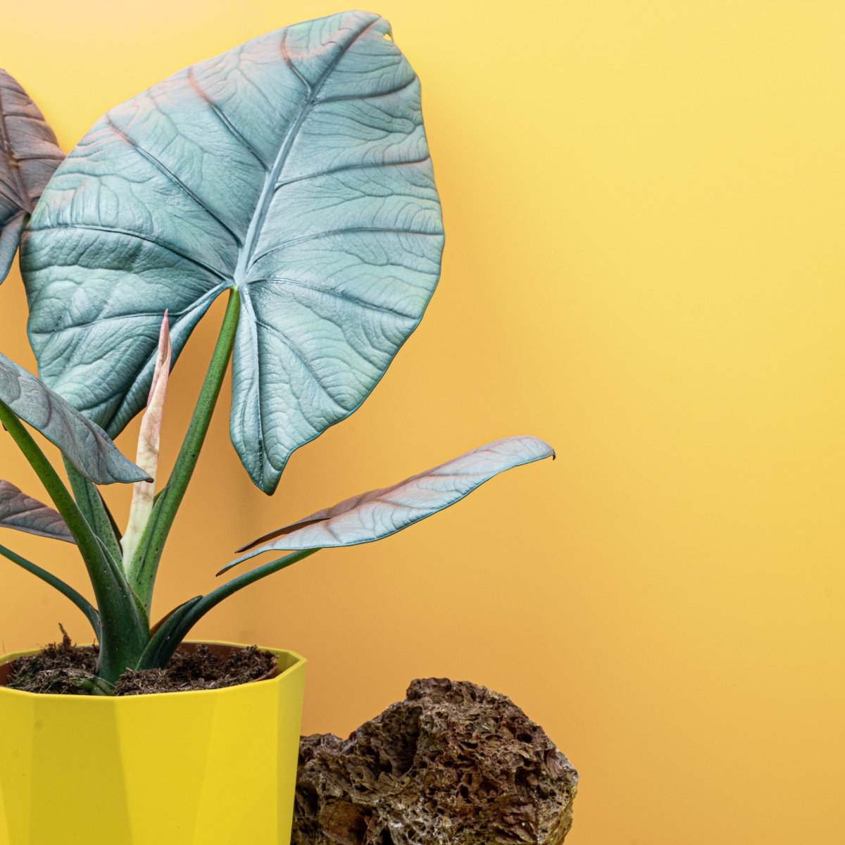 Alocasia Nebula Elaine, Blattdetail in Nahaufnahme