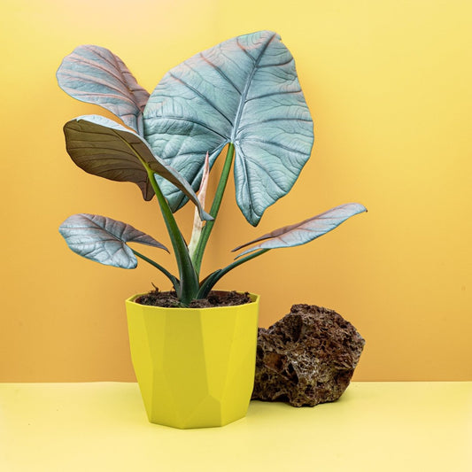 Alocasia Nebula Elaine, silbrig-metallische Blätter – potflourri