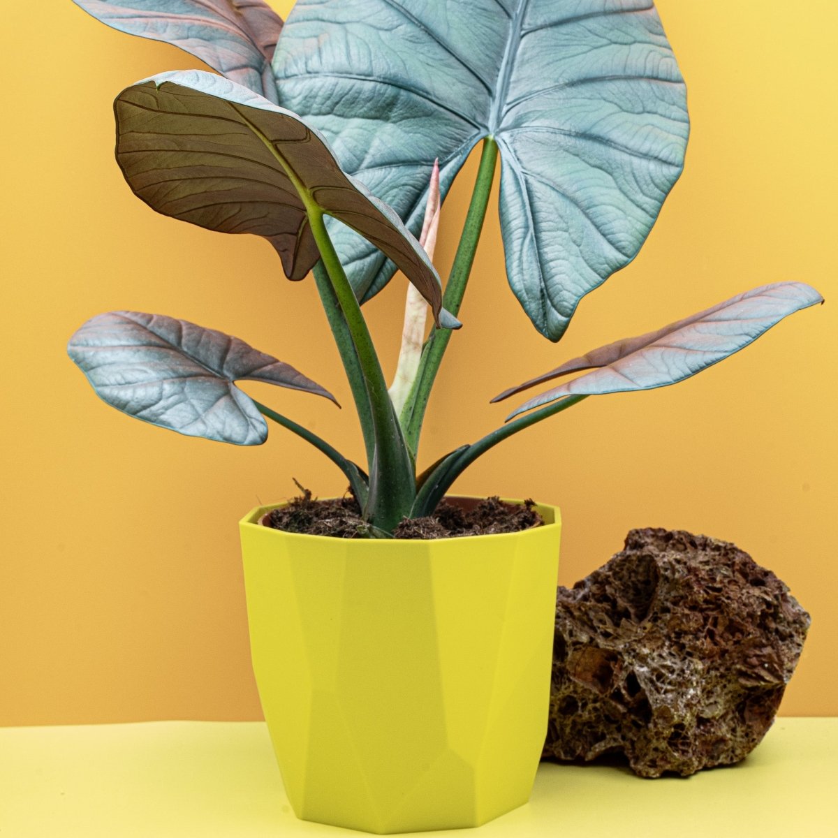 Alocasia Nebula Elaine mit blaugrünen Farbnuancen