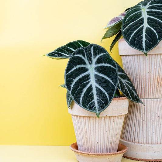 Alocasia Ninja, tiefgrüne bis fast schwarze Blätter – potflourri