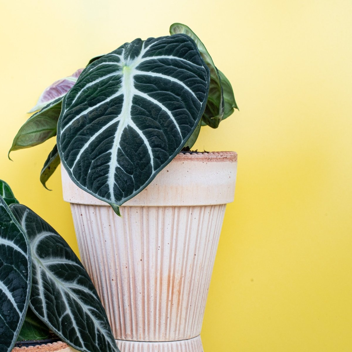 Alocasia Ninja, kompakte pfeilförmige Blattform