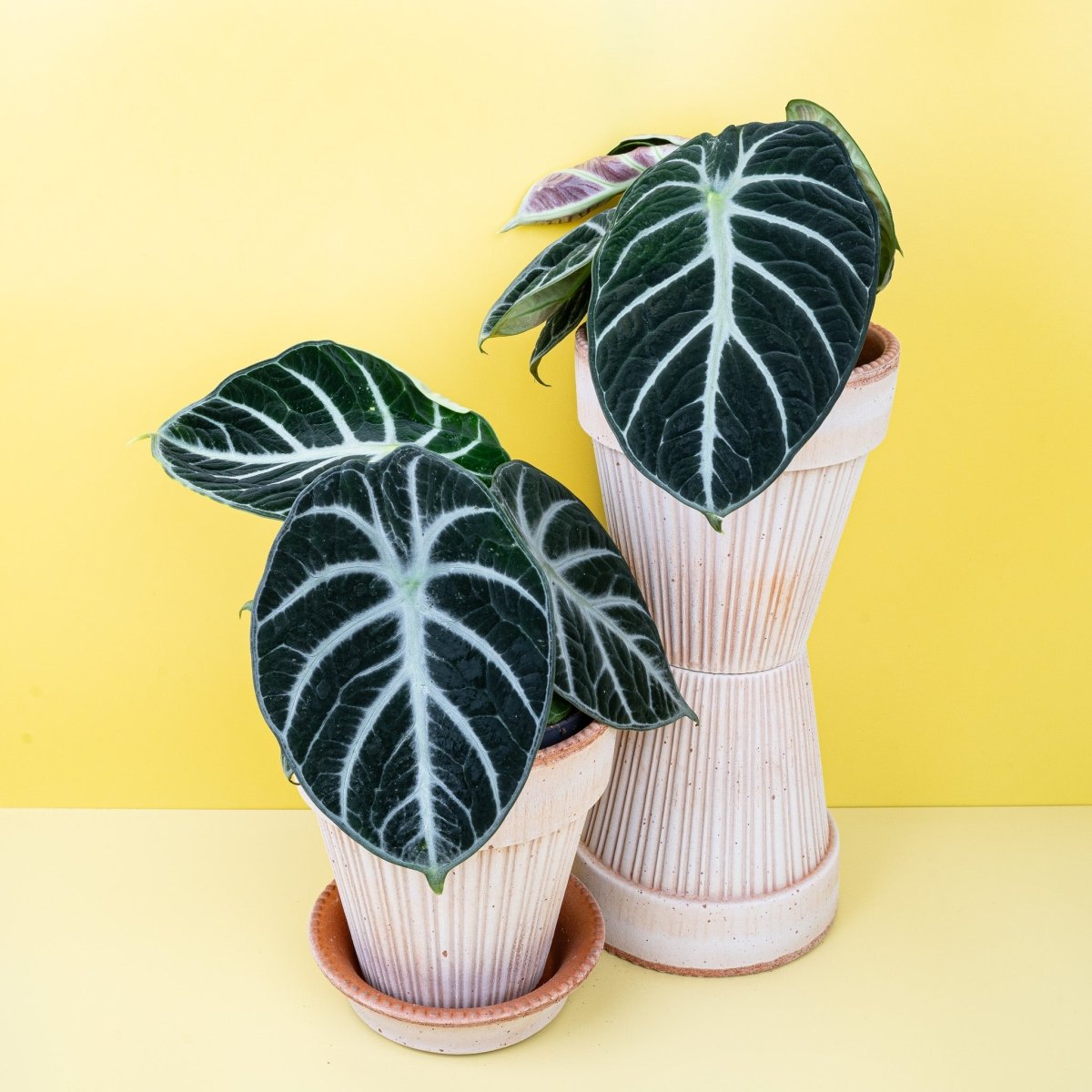 Alocasia Ninja, Blattdetail in Nahaufnahme