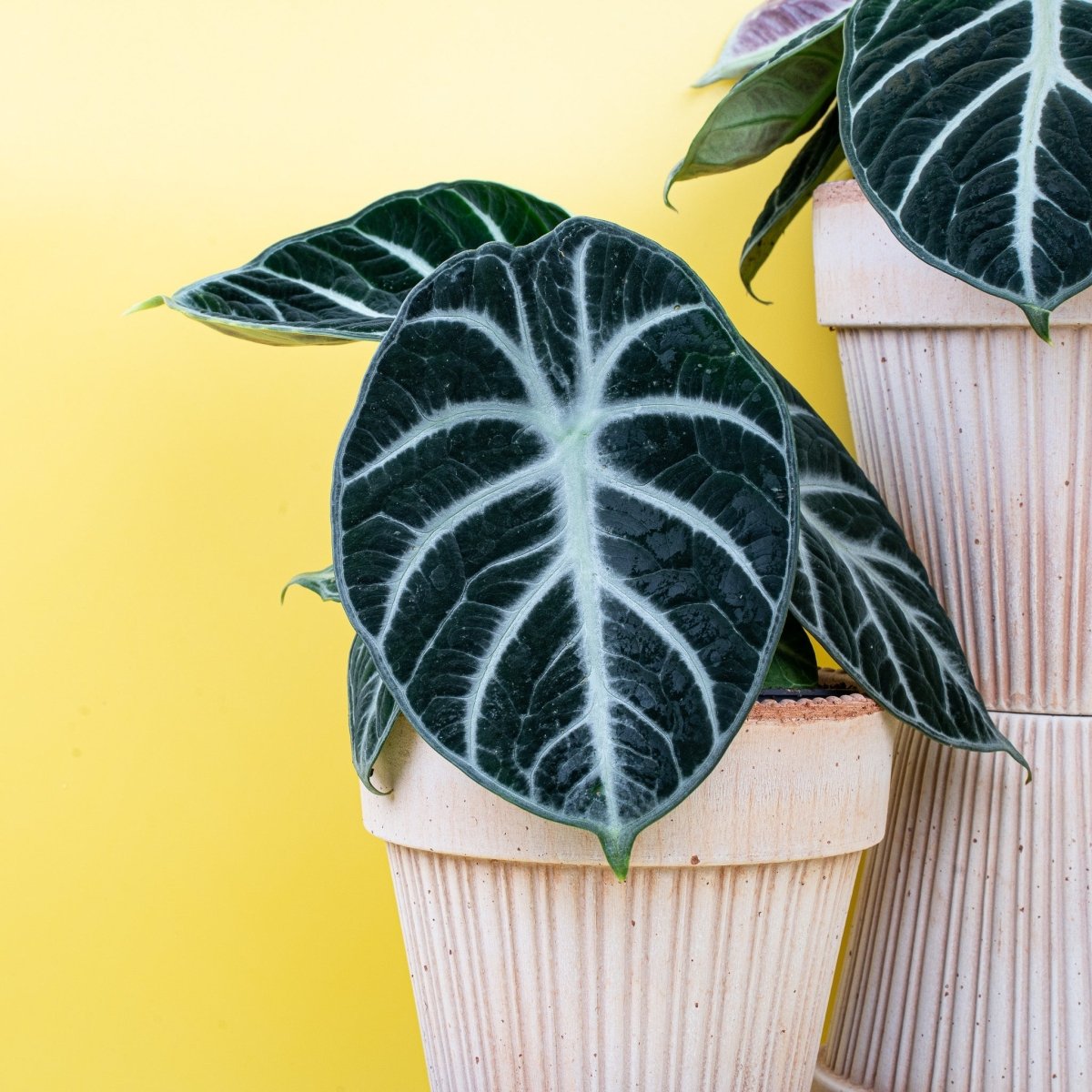 Alocasia Ninja, matte samtige Blattoberfläche
