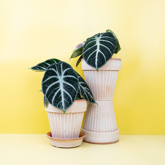 Alocasia Ninja, tiefgrüne bis fast schwarze Blätter – potflourri