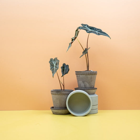 Alocasia Nobilis, längliche Blätter in Dunkelgrün – potflourri