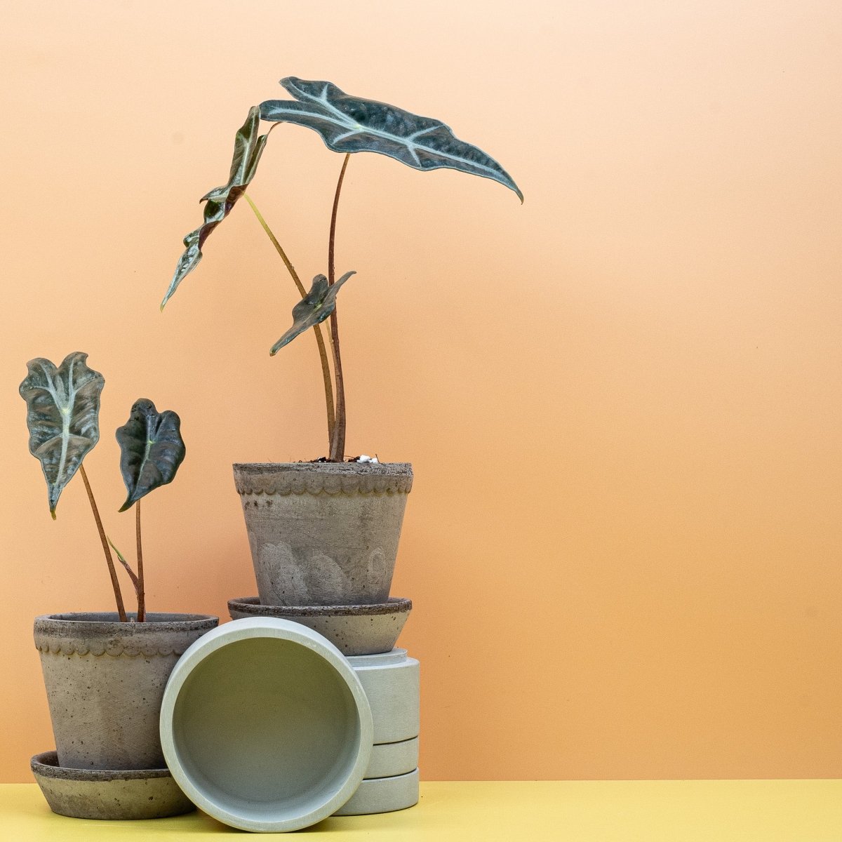 Alocasia Nobilis, spitz zulaufende Blattform im Detail